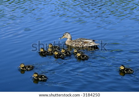 Dacks family. Mom and ten small ducks.