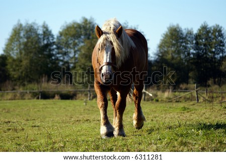 Big Horse front view on grenn grass