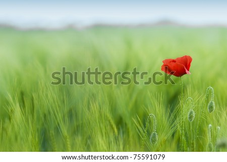 Lonely flower on a green meadow