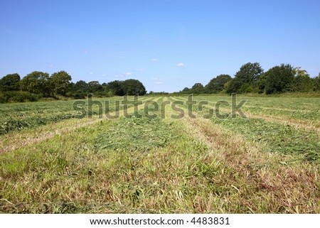 Freshly cut pasture land.