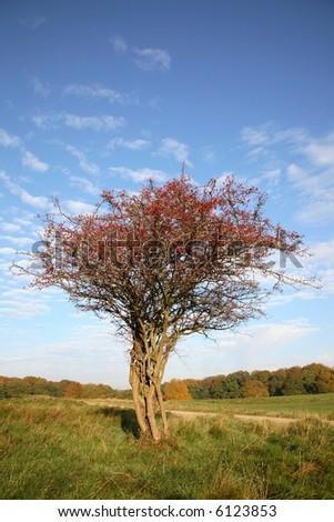 hawthorn tree pictures. stock photo : Hawthorn tree