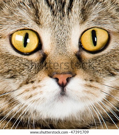 Big yellow eyes. Close-up portrait of cat on a white background
