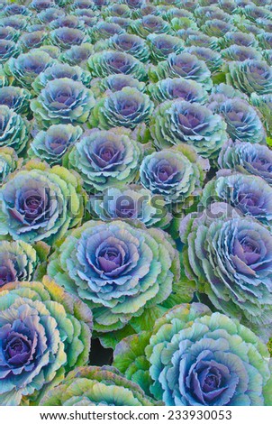 Purple decorative ornamental cabbage roses( brassica oleracea)
