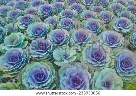 Purple decorative ornamental cabbage roses( brassica oleracea)