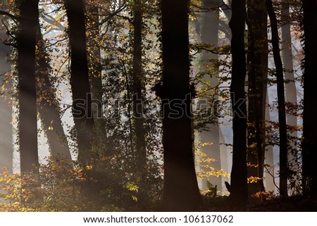 Rays of sunlight entering a forest during autumn