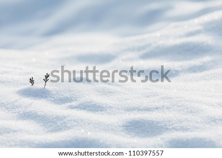 Two Small Pine Twigs Showing On The White Snow In Winter