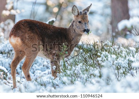 Roe deer grazing in a winter forest at the Veluwe in The Netherlands