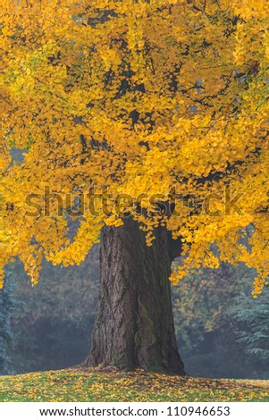 Beautiful old tree with orange leaves during fall