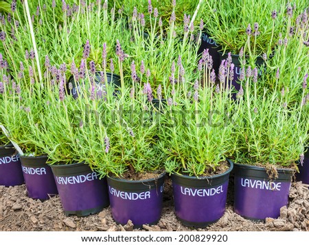 Potted lavender plants on soil with the text lavender in different languages