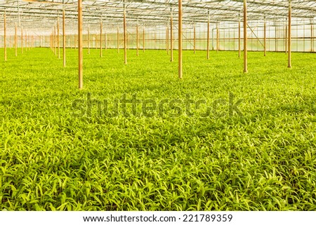 Industrial growth of water spinach in a greenhouse