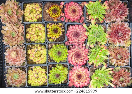 Assortment of tiny rock plants in a plant nursery