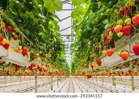 Industrial growth of strawberries in a Dutch greenhouse