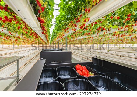 Industrial growth of strawberries in a greenhouse with packed strawberries in front