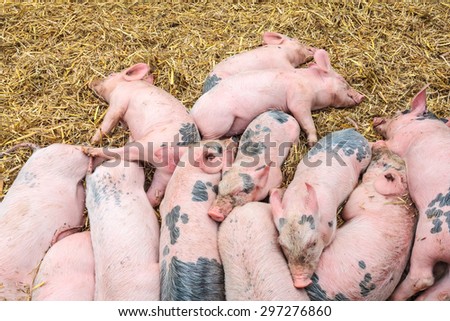 Group of newborn pigs sleeping on hay