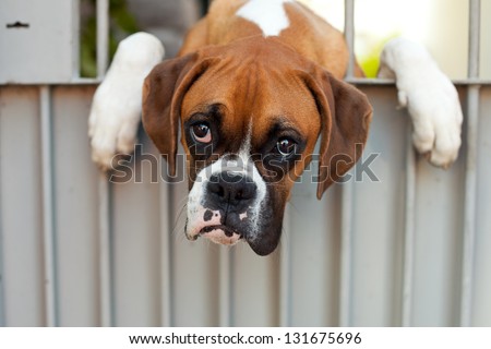 sad boxer dog
