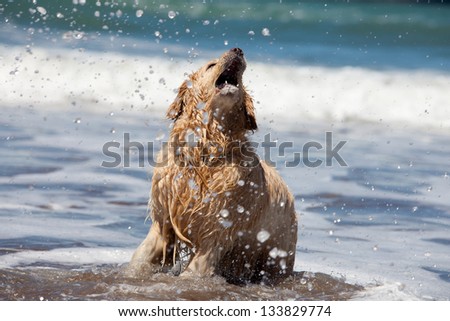 dog playing in the ocean