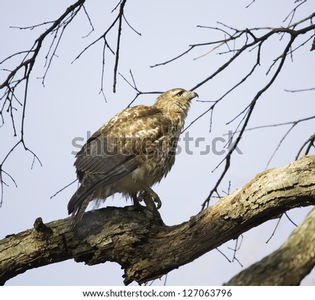 A large hawk scouts for winter food in Schenectady\'s Central Park.