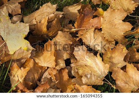 Golden tan leaves of Autumn