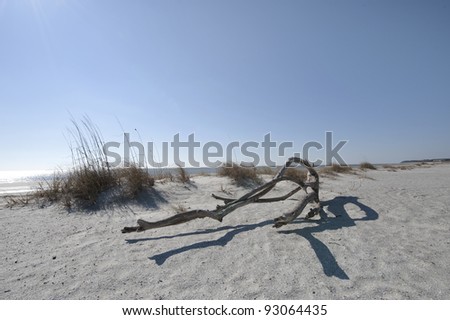 Driftwood on the sands of Folly Field Beach Park in Hilton Head, South Carolina