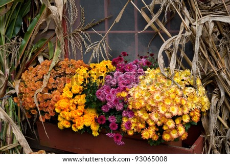 Mums, daisies and corn stalks create a colorful Fall collection