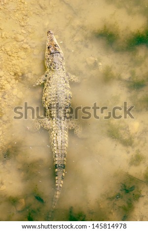 Crocodile in a pond. Top view