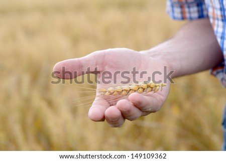 Agronomist holding rye ear on a palm