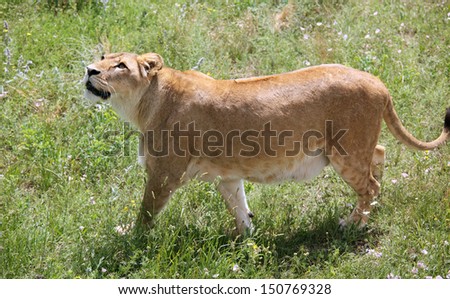 Lion hunting on a prey