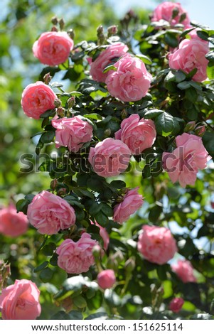 Bush of pink climbing roses in a garden