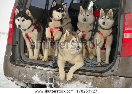 Sled dogs in a car before the racing