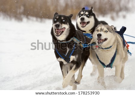 Huskies during sled dog racing