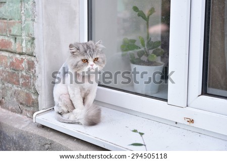 Cat with summer haircut sitting on a window