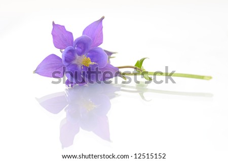 Aquilegia vulgaris flower isolated on white background