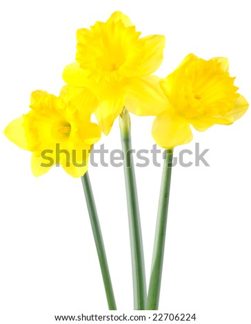 Daffodils Close Up