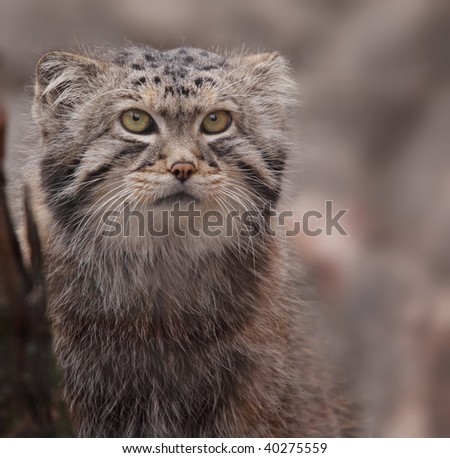 Portrait of cute Pallas's cat