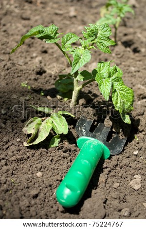 Cultivation of the soil near the growing seedling of tomato