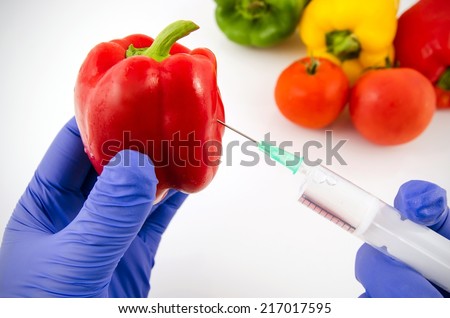 Man with gloves working with pepper in genetic engineering laboratory. GMO food concept.