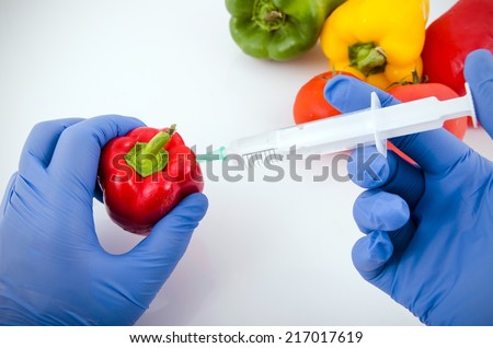 Man with gloves working with pepper in genetic engineering laboratory. GMO food concept.