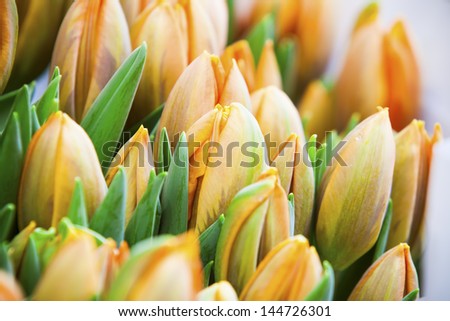 Orange tulips in Amsterdam