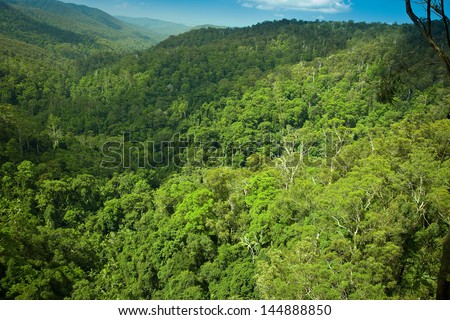 Subtropical Rainforest In Springbrook National Park, Gold Coast, Australia