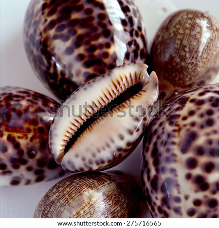 assorted varieties of cowrie shells arranged in a still life. high resolution film