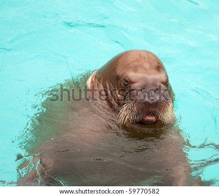 Large pacific walrus with whiskers looks at camera with angry expression
