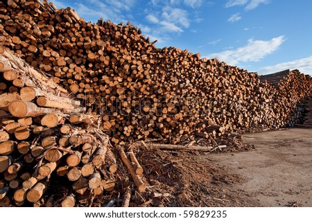 huge pile of softwood logs in Saguenay region of Quebec; wide angle lens