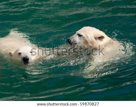 Cubs Swimming