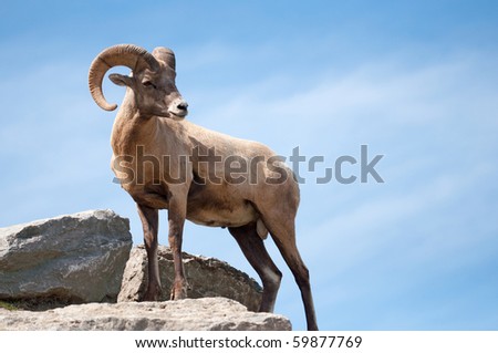 a majestic lone dall sheep ram stands on a rock against blue sky