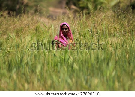 NIMAJ BAGH, INDIA Ã¢Â?Â? FEBRUARY 28: An unidentified woman tending to crops outside the village of Nimaj Bagh, Rajasthan, Northern India on FEBRUARY 28, 2012. The village now welcomes boutique tourism.