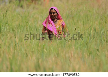 NIMAJ BAGH, INDIA Ã¢Â?Â? FEBRUARY 28: An unidentified woman tending to crops outside the village of Nimaj Bagh, Rajasthan, Northern India on FEBRUARY 28, 2012. The village now welcomes boutique tourism.