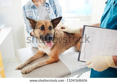 Cute shepherd dog looking at medical paper in gloved hand of veterinarian during appointment