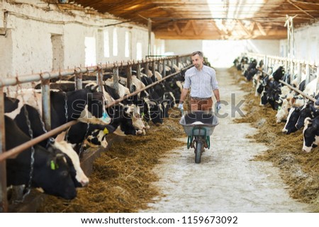 Young farmer with cart walking along two cow stables looking after livestock
