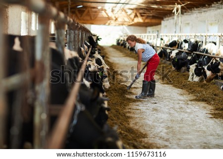 Young female worker of cattlefarm working with spade or hayfork by one of stables with cows