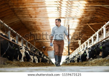 Young worker of cattlefarm with bucket and hayfork walking along two stables with dairy cows